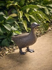 Dabbling duck - dabbling,