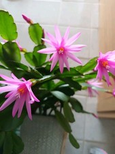 One Unrooted Leaf Cutting From  my Pictured Easter Adult Cactus