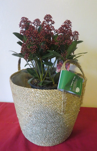 Large natural seagrass basket - large,