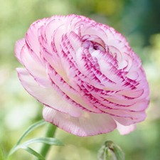 RANUNCULUS PICOTEE PINK