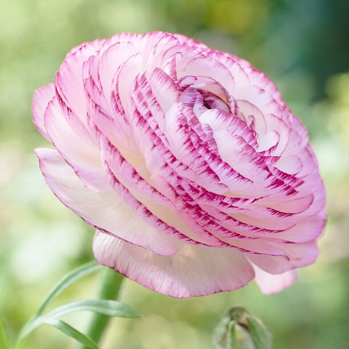 Ranunculus picotee pink - ranunculus,