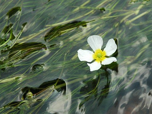 Bunches water crowsfoot - water,