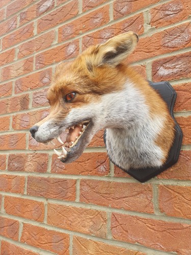 Taxidermy fox shoulder head - taxidermy, shoulder/