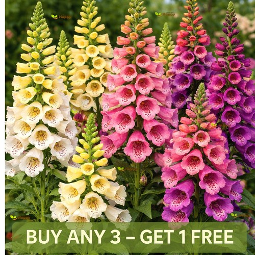 Foxglove excelsior mix - foxglove,