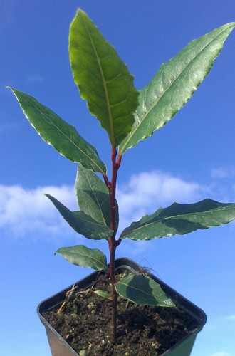 Bay laurel laurus nobilis - bay,