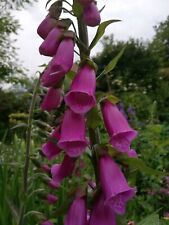 Digitalis - Foxglove New
