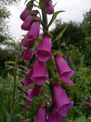 Digitalis foxglove new - -,