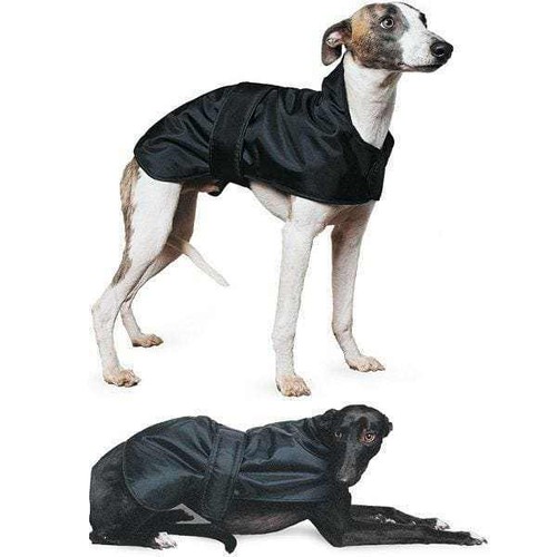 Ancol whippet greyhound dog - ancol,