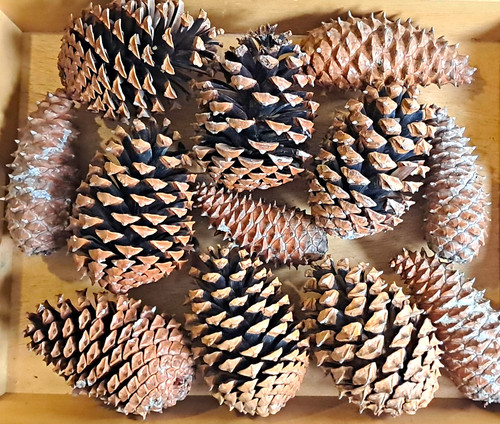 Mixed large natural pine cones - mixed,