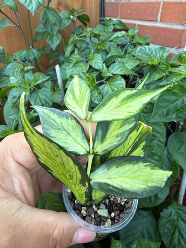 Rare hoya polyneura inner