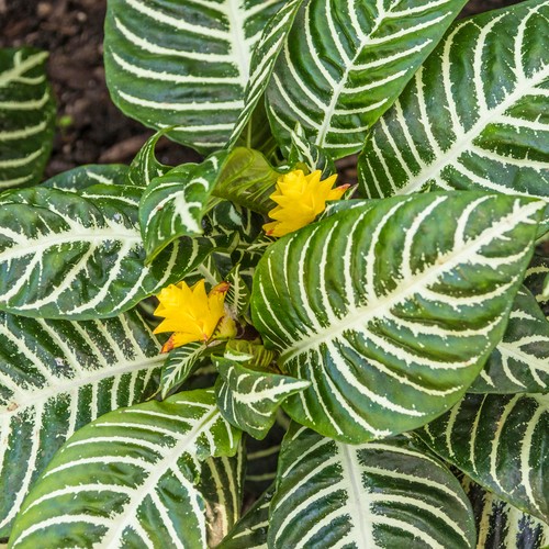 Aphelandra green zebra plant - green,