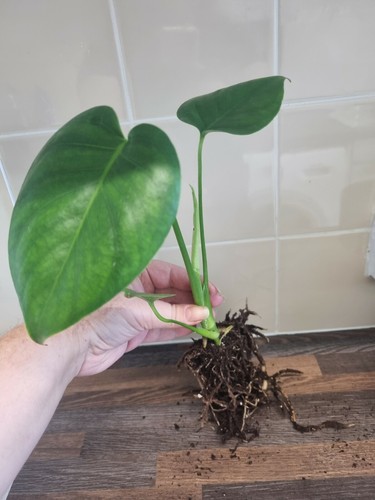 Monstera deliciosa swiss - monstera, /