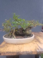 Privet Bonsai Tree Raft