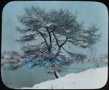 Photo TREE COVERED IN WINTER GARB Magic Lantern Slide C1890 OLD / EARLY ANTIQUE
