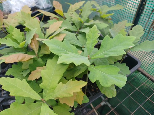English oak tree seedlings - 5,