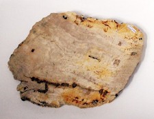 Fossil Wood, Petrified Wood