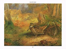 Woodcock Glade Bird Print Vintage Picture 1981 Thorburn TL#95