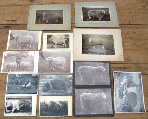 Antique photographs - antique, photographs-