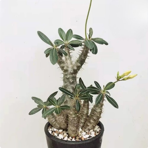 Succulent cactus plant - cactus,