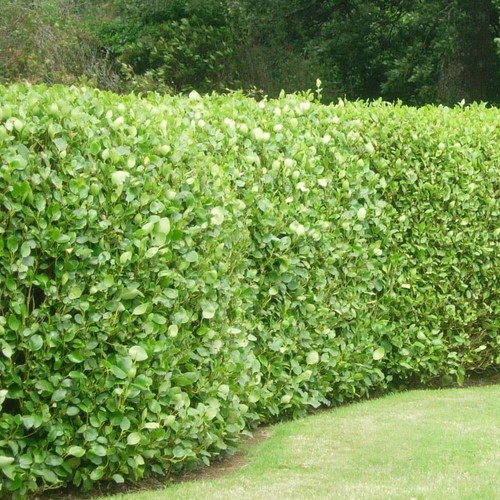 Griselinia littoralis - 50,