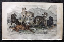 Goldsmith 1855 HC. European, Black Wolf of North America, St. Berrnard's Dog 40