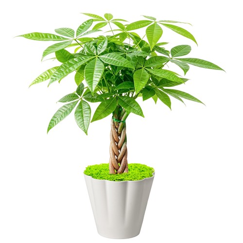 Money tree braid live - live, plant