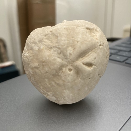 Fossil flint echinoid sea