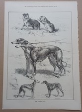 GREYHOUND WATERLOO CUP