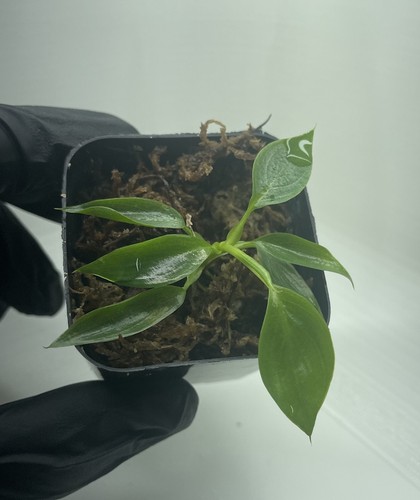 Philodendron spiritus sancti - philodendron, 2