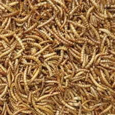 Dried Meal Worms 700g Tub -
