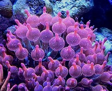 WYSIWYG 4 inches Rainbow