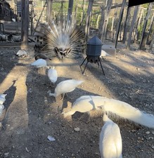 Lot Of 10 Peacock Peafowl