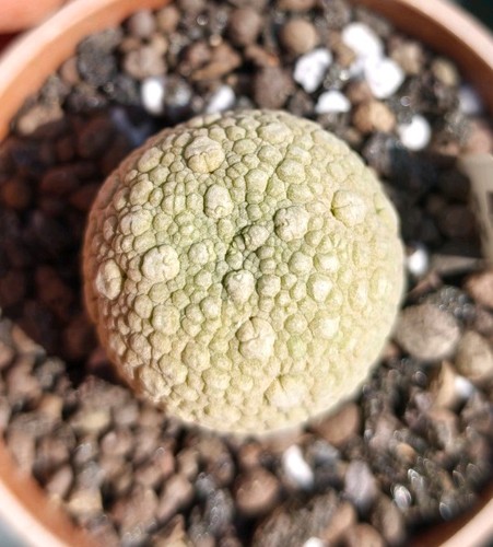 Pseudolithos migiurtinus - pseudolithos,