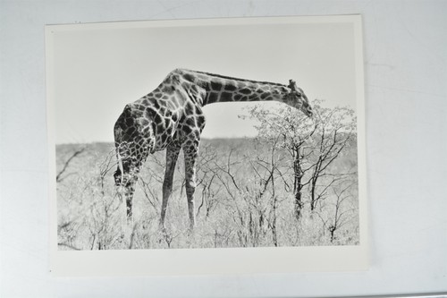 Giraffe wildlife survival - giraffe,