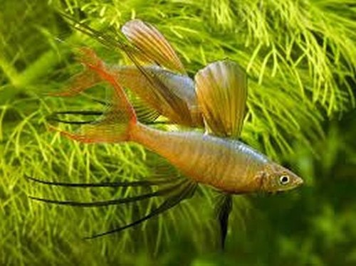 Breeding pair threadfin - 2,