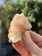 Peach Stillbite White