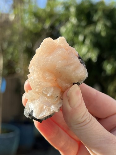 Peach stillbite white - stillbite,