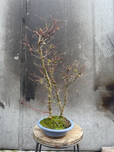 Japanese maple deshojo bonsai - japanese,