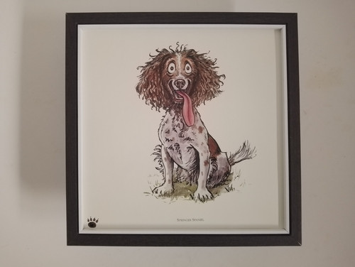 Bryn parry dog - bryn,