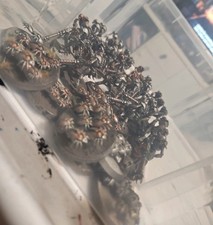 Warhammer 40k Necron Warriors