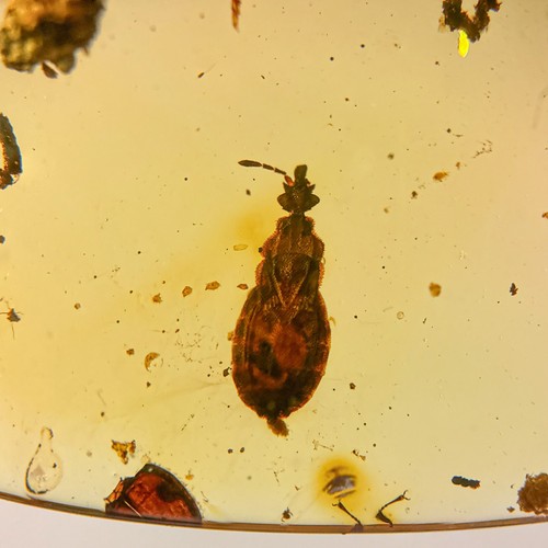 Burmese amber fossil - burmese,