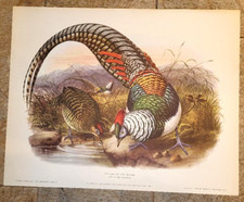 Daniel G. Elliot, Lady Amherst