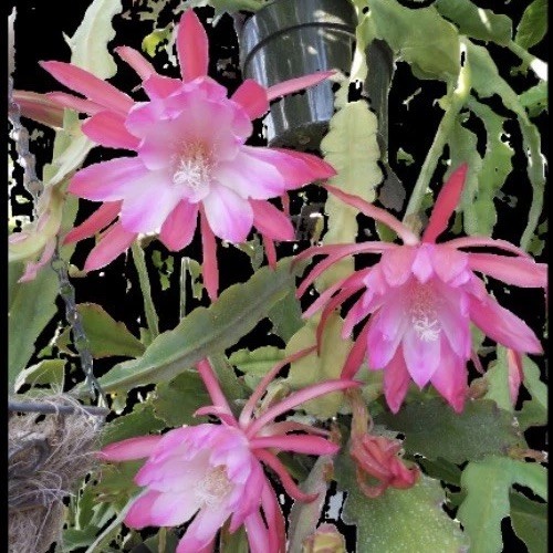 Epiphyllum gosh - “,