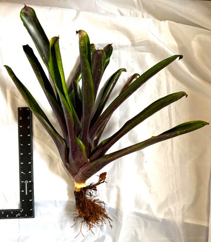 Large neoregelia bromeliad - large,