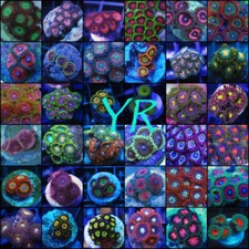 10 Pack of Zoanthids- Mix of