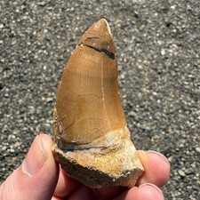 Large Mosasaur Tooth Fossil