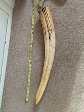 Faux tusk