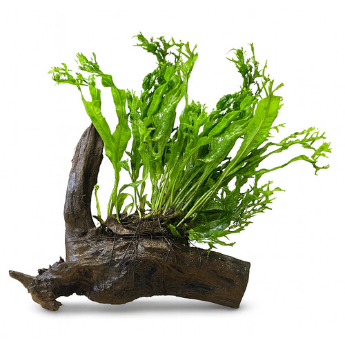 Microsorum pteropus - microsorum,