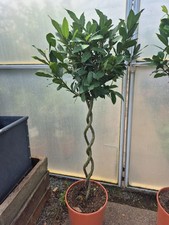 1.25m Double Spiral Stem Standard Bay Tree | Laurus nobilis | 120-130cm