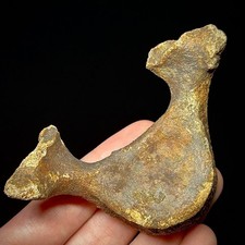 Fossil Dolphin or Small Whale